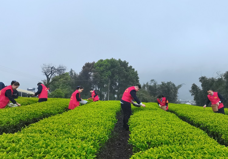 3.23南方公司叙永管理处党支部开展“助农采茶忙 志愿先锋行”主题党日活动2.jpg